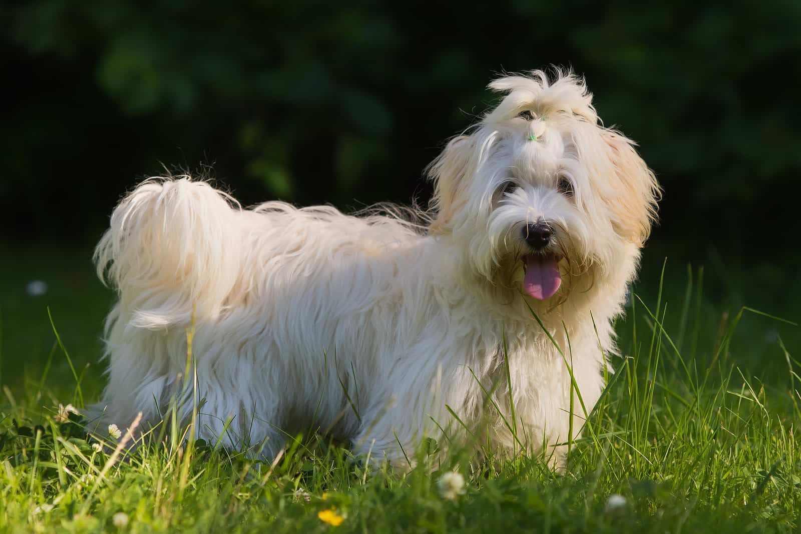 perro Havanese en pradera