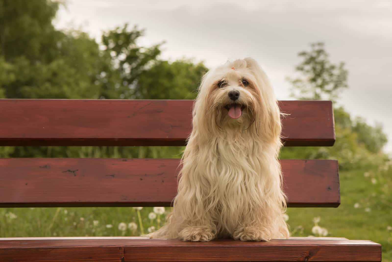 perro Havanese sentado en un banco