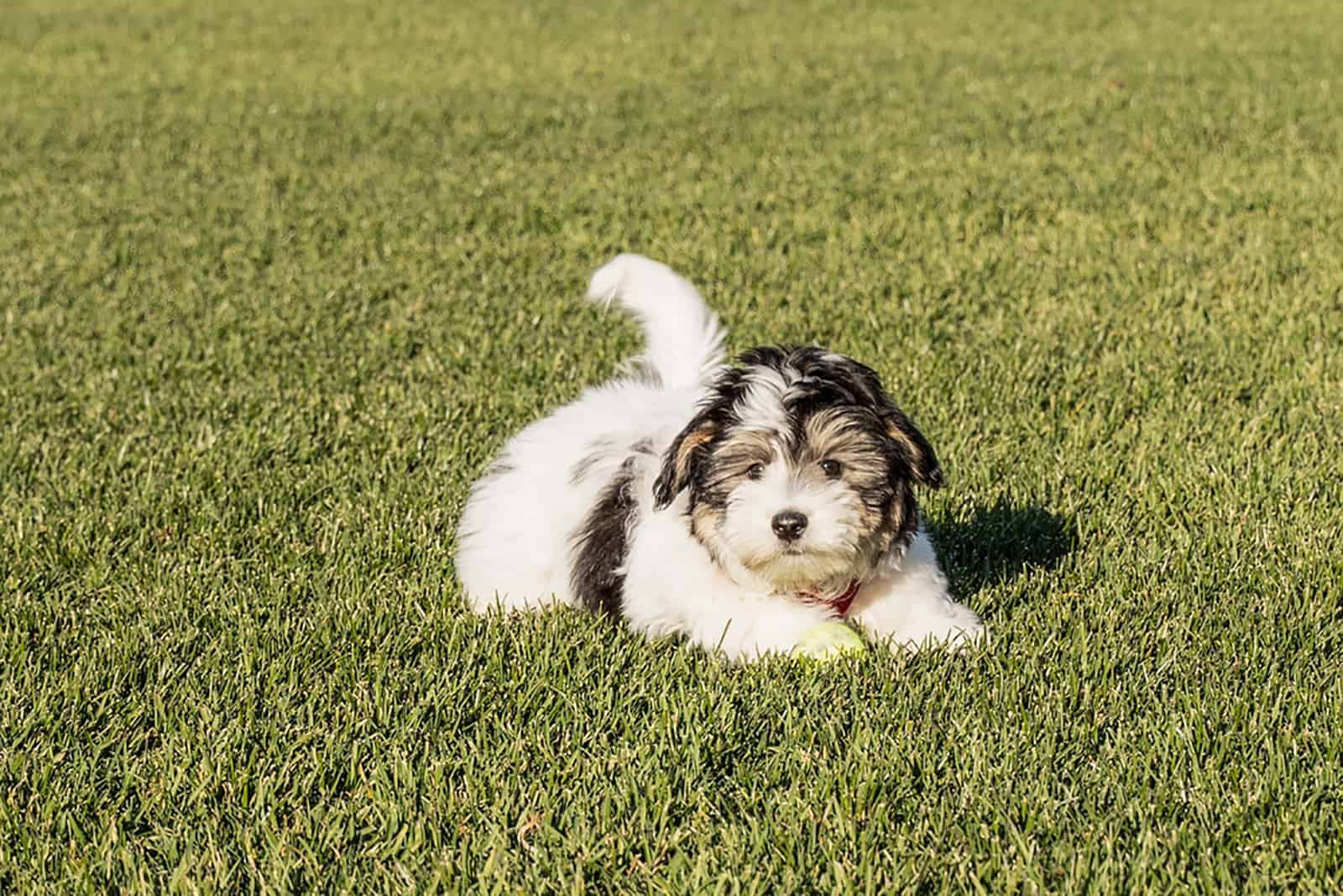 cachorro havanese acostado en el césped