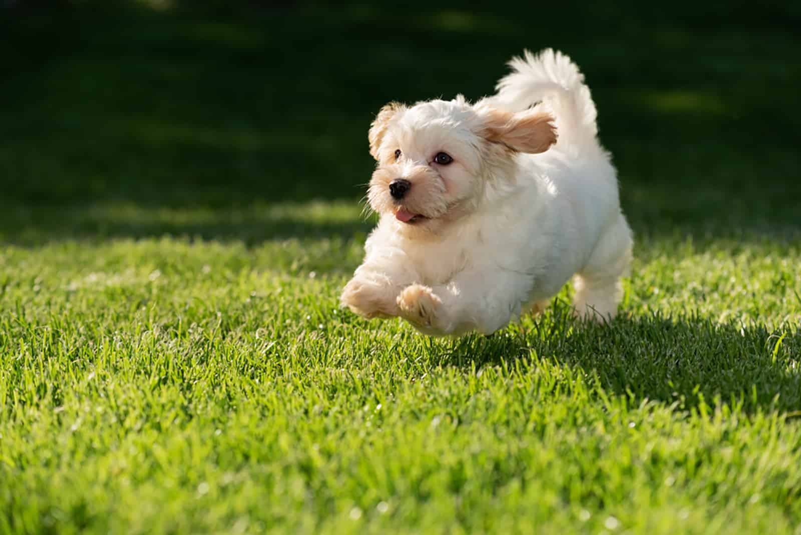 cachorro havanese corriendo en el prado