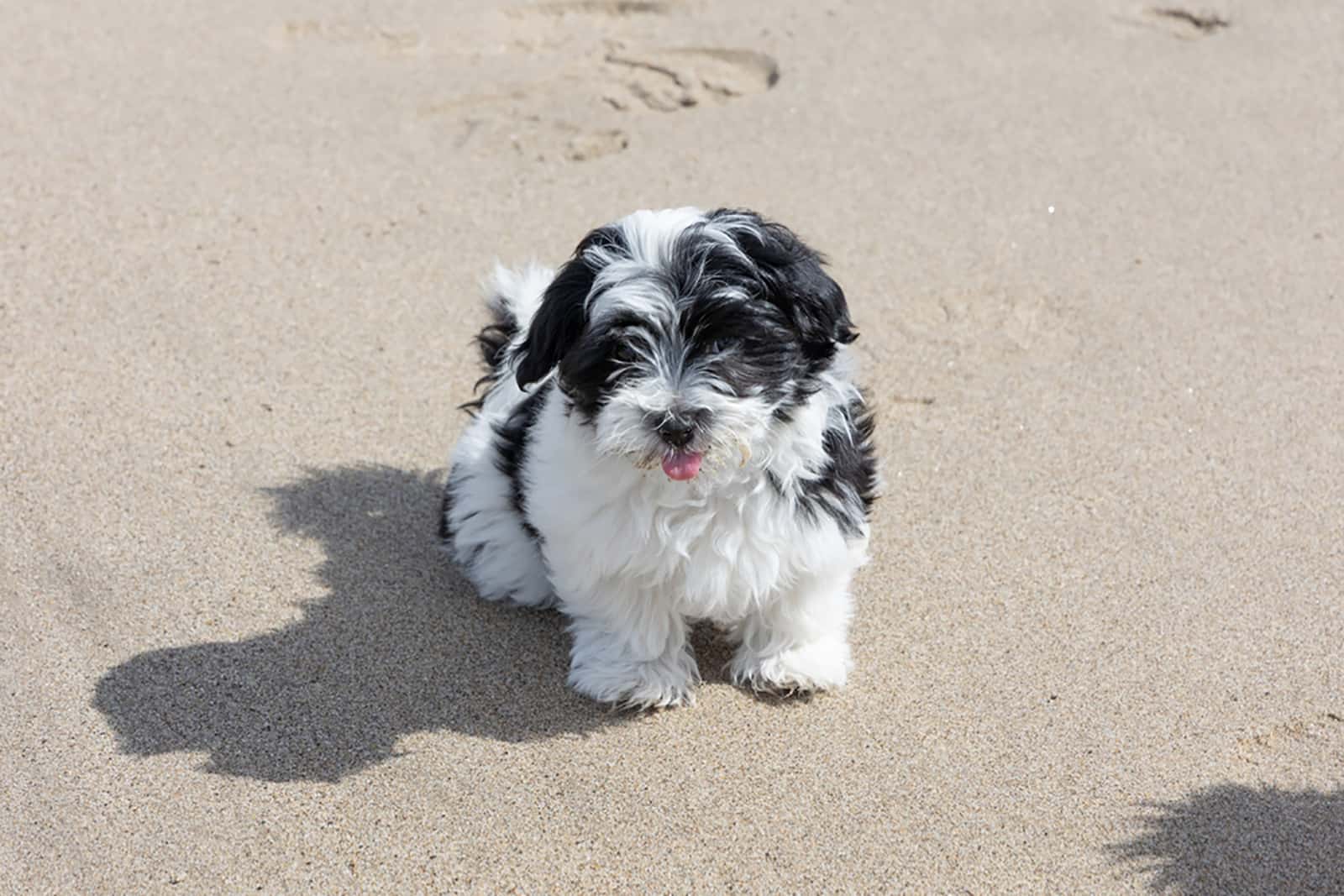 cachorro havanese sentado en la playa