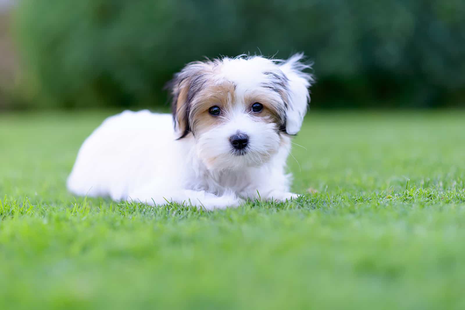 cachorro havanese acostado en el césped