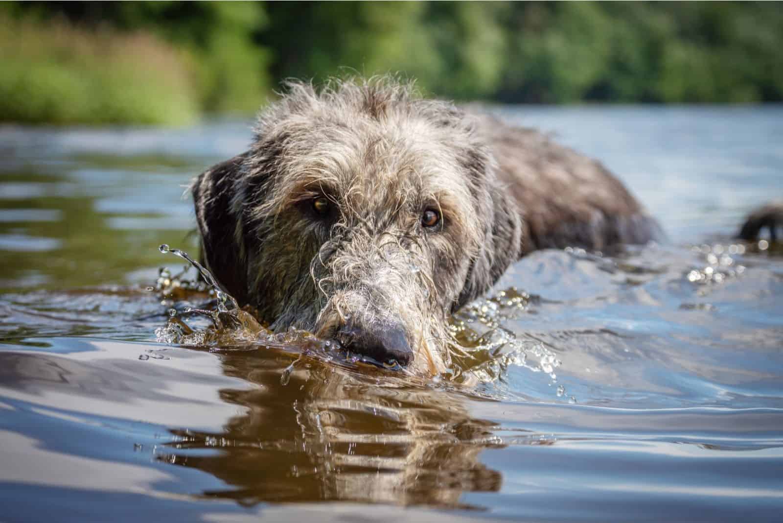 Primer plano de un lobo irlandés nadando en el agua