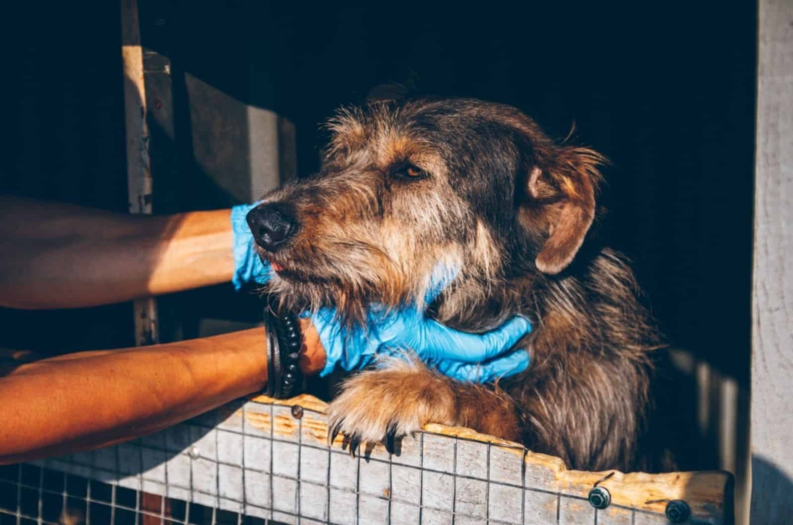 perro sin hogar en refugio siendo acariciado por veterinario