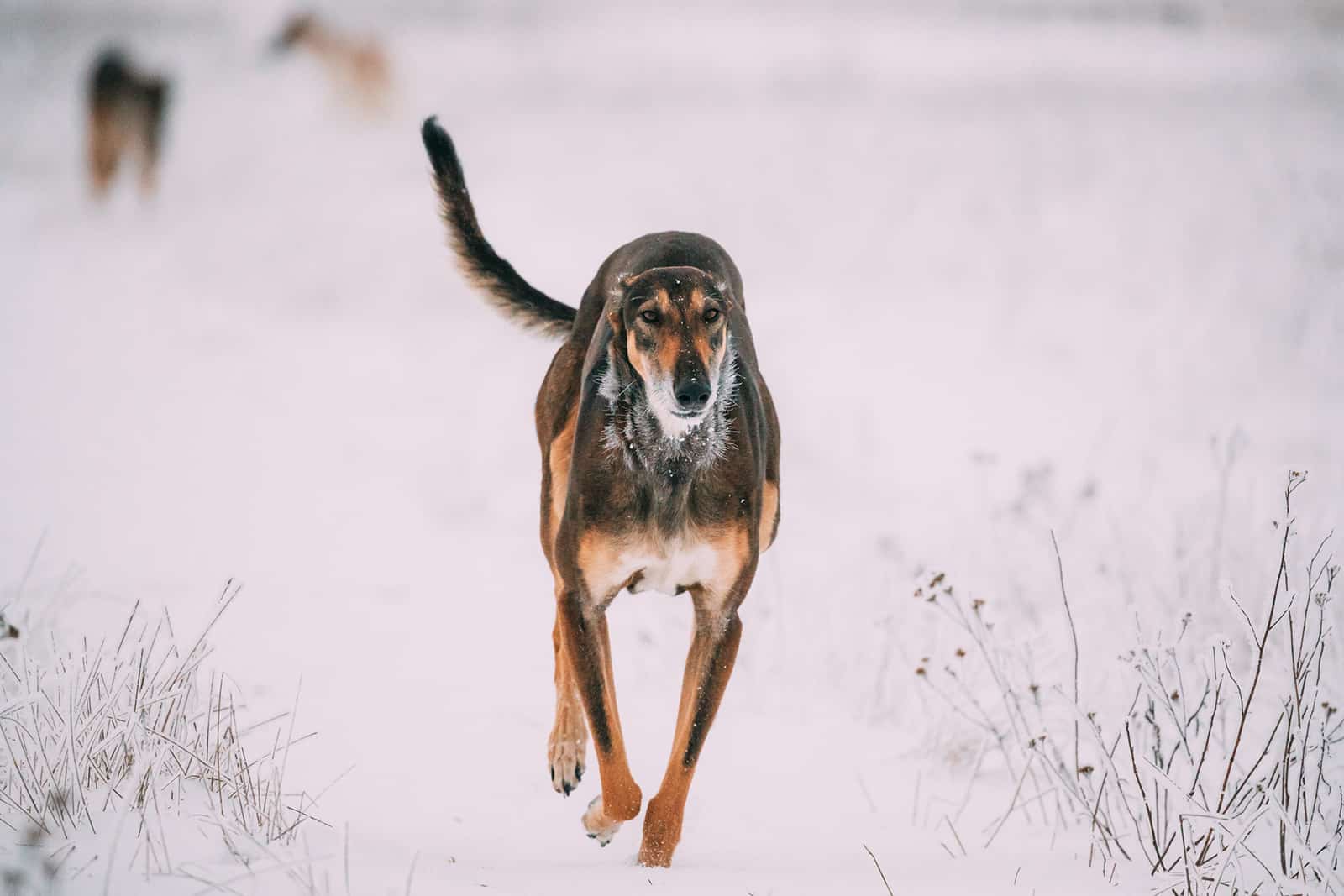 perro hortaya borzaya corriendo en la nieve