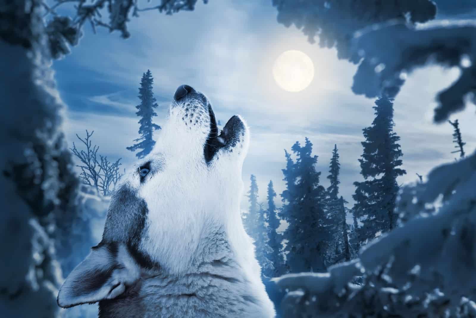 imagen de husky siberiano aullando a la luna