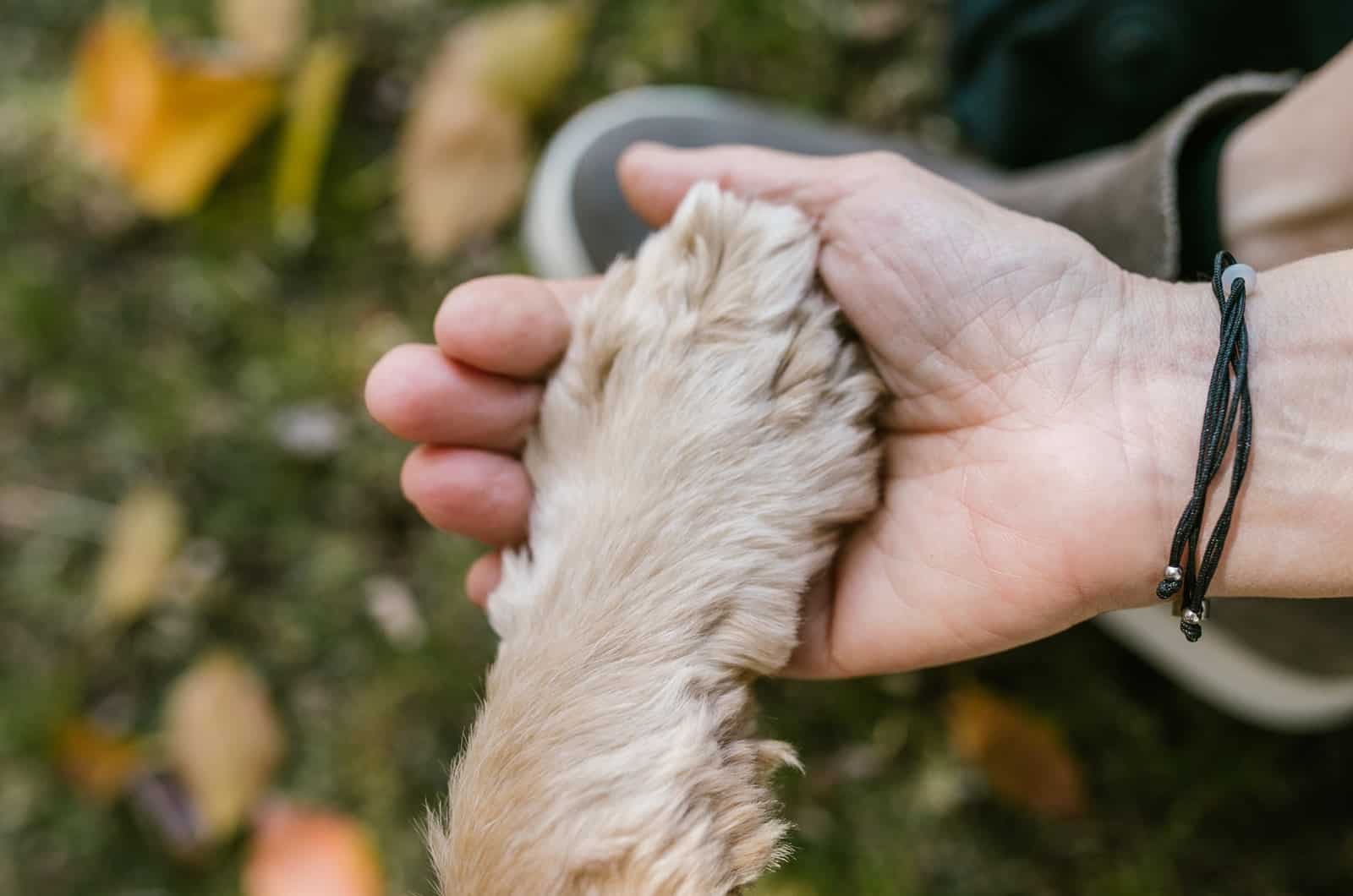 mano humana sosteniendo una pata