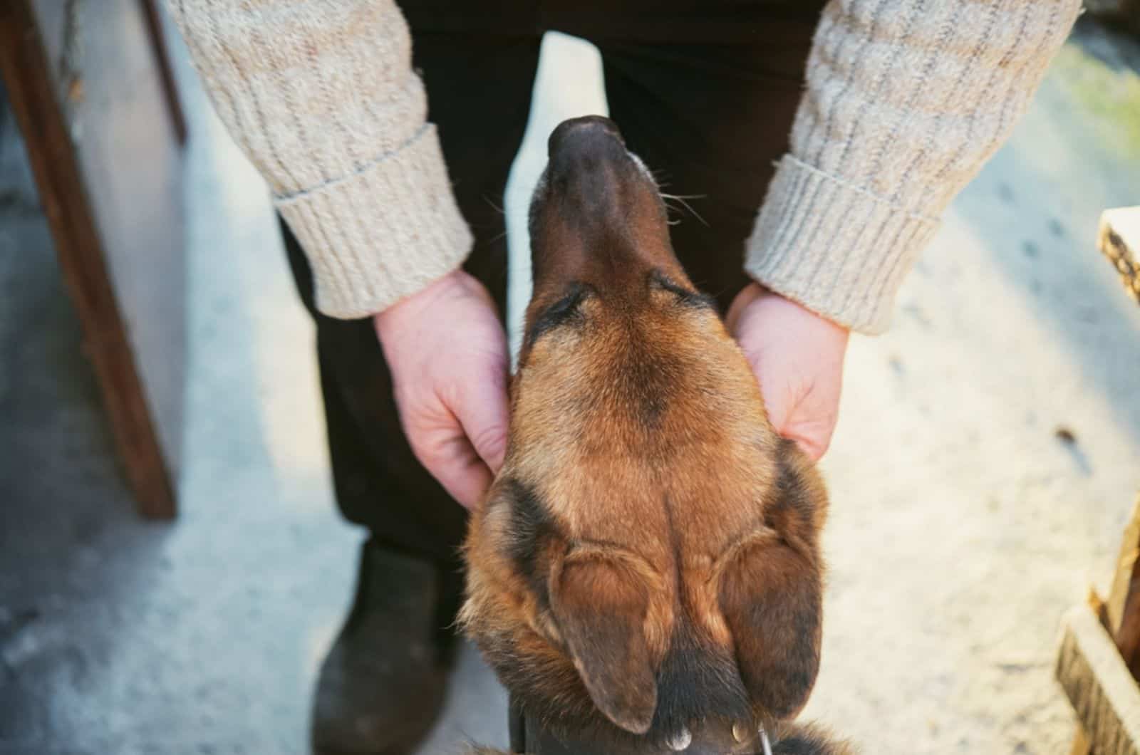 manos humanas acariciando a un perro pastor alemán al aire libre