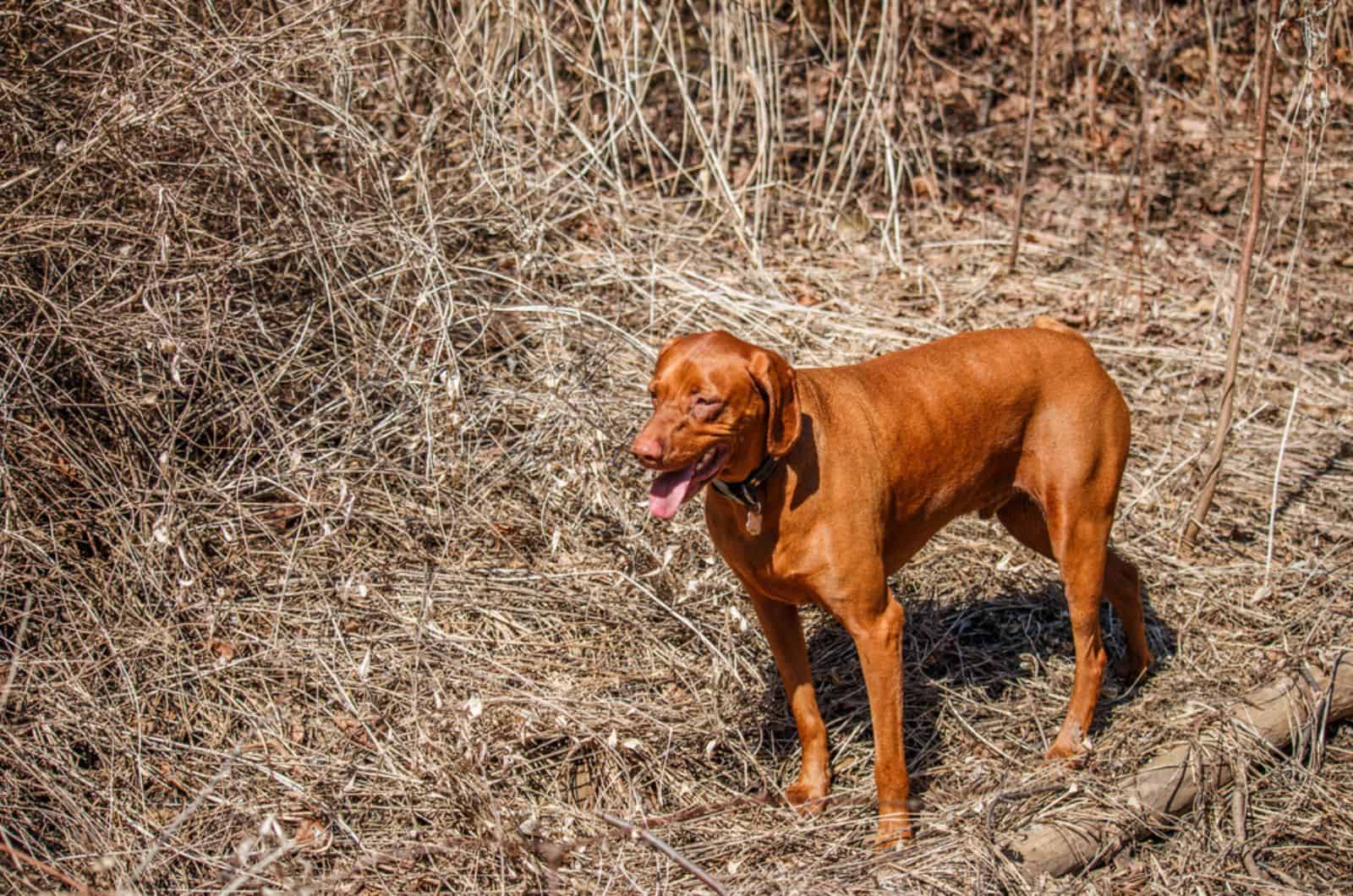 vizsla húngaro de pie en el bosque