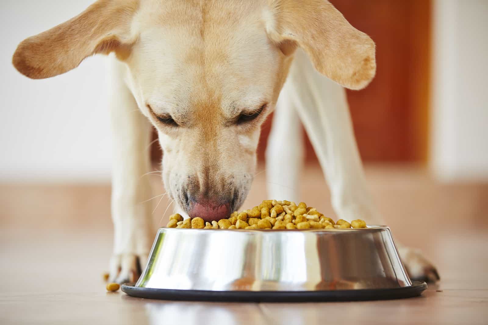perro hambriento comiendo comida de un tazón