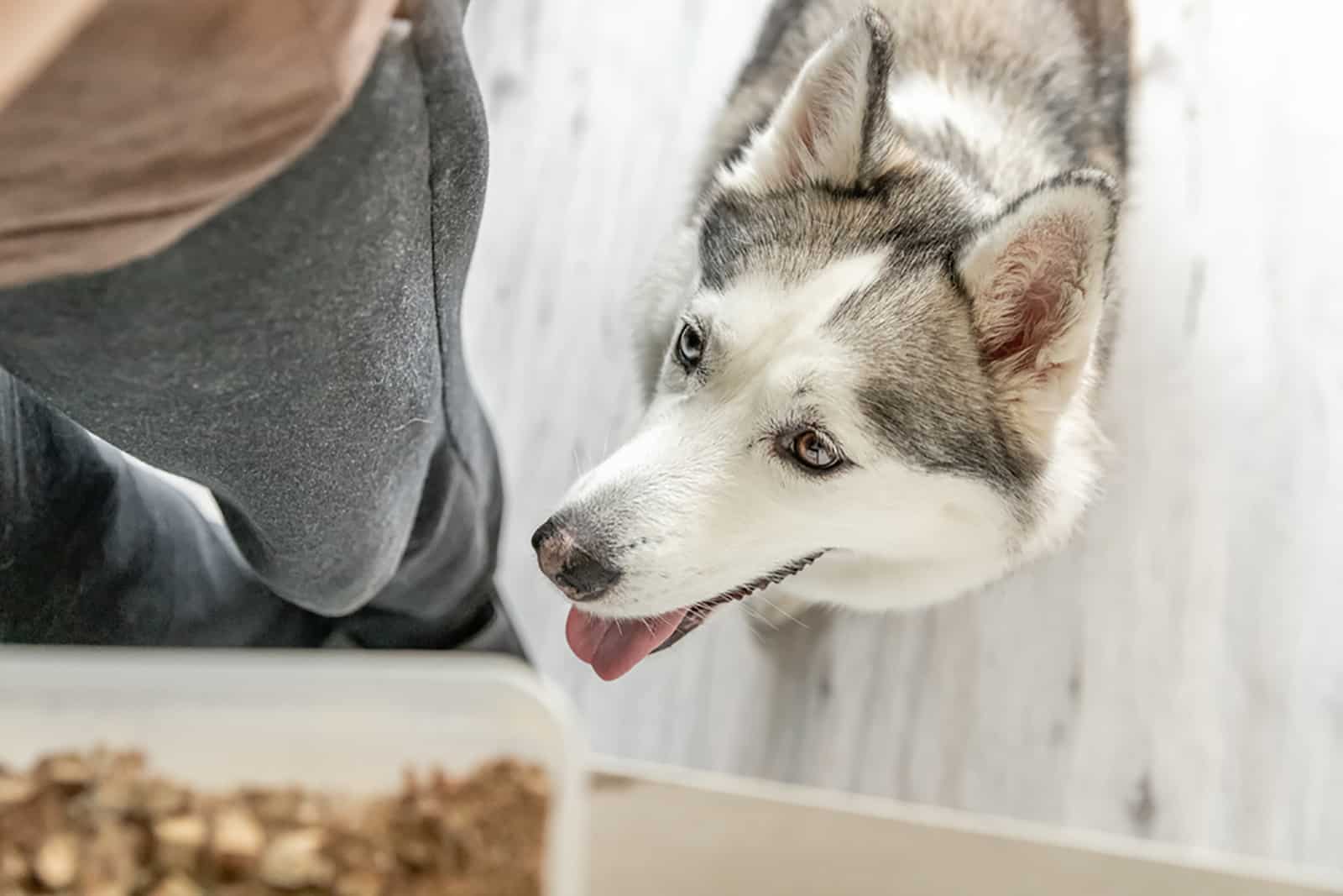 perro husky mira un tazón de comida sobre la mesa