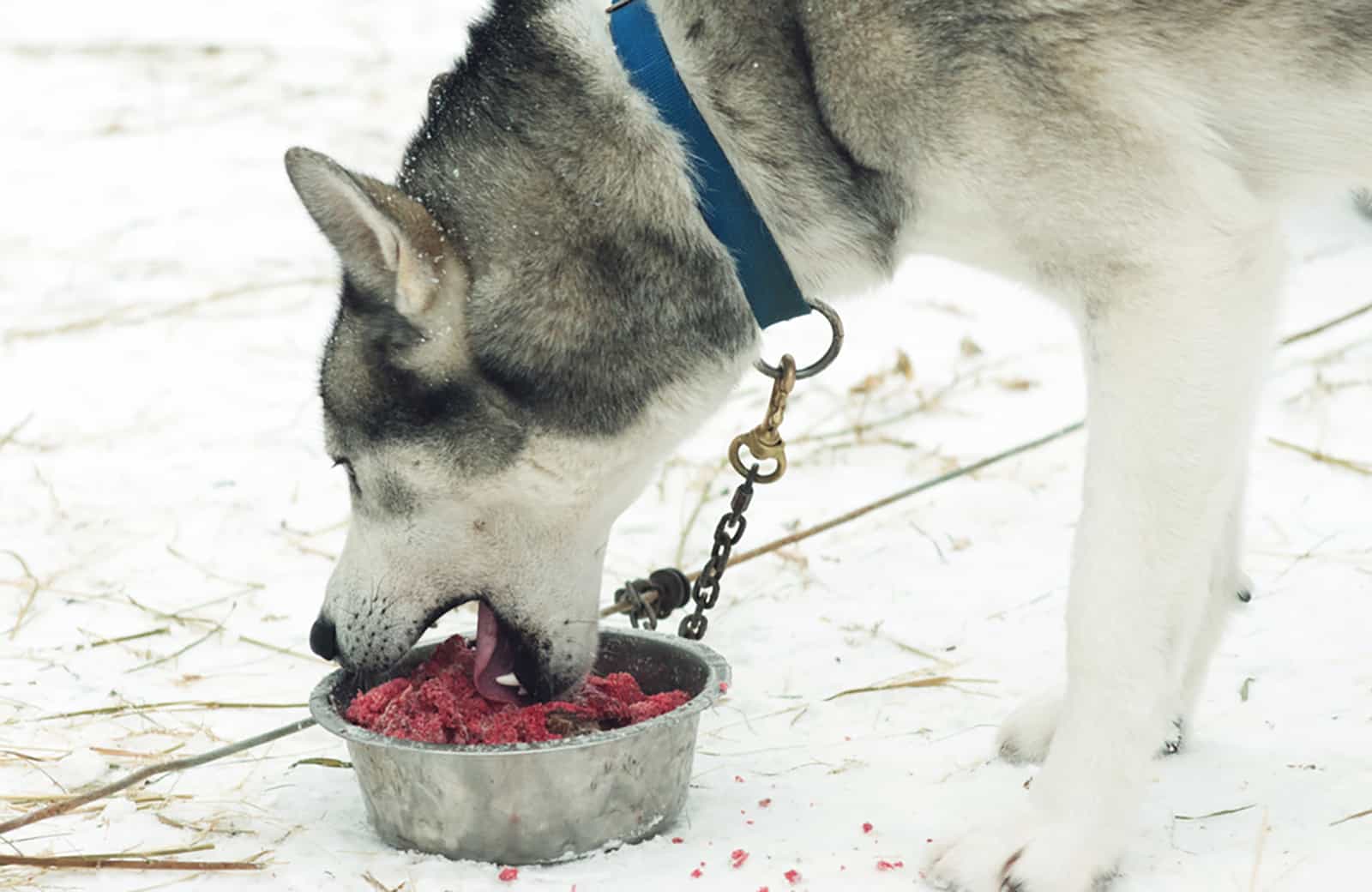 husky comiendo carne picada de un tazón