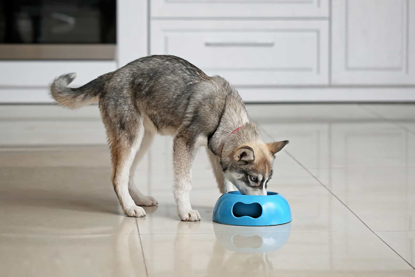 husky comiendo de un tazón