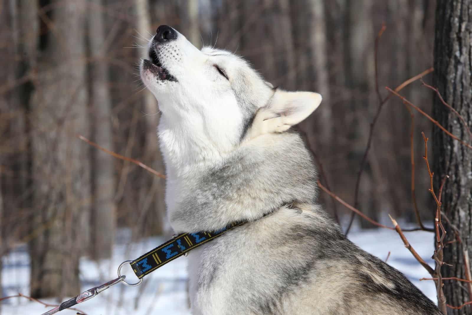 husky aullando cantando en medio del bosque