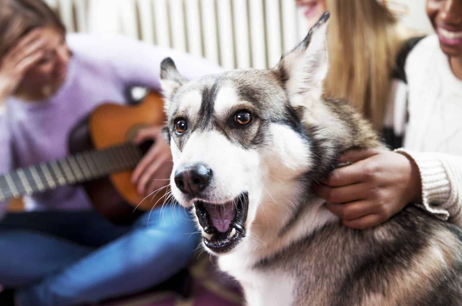 husky aullando en una habitación con amigos