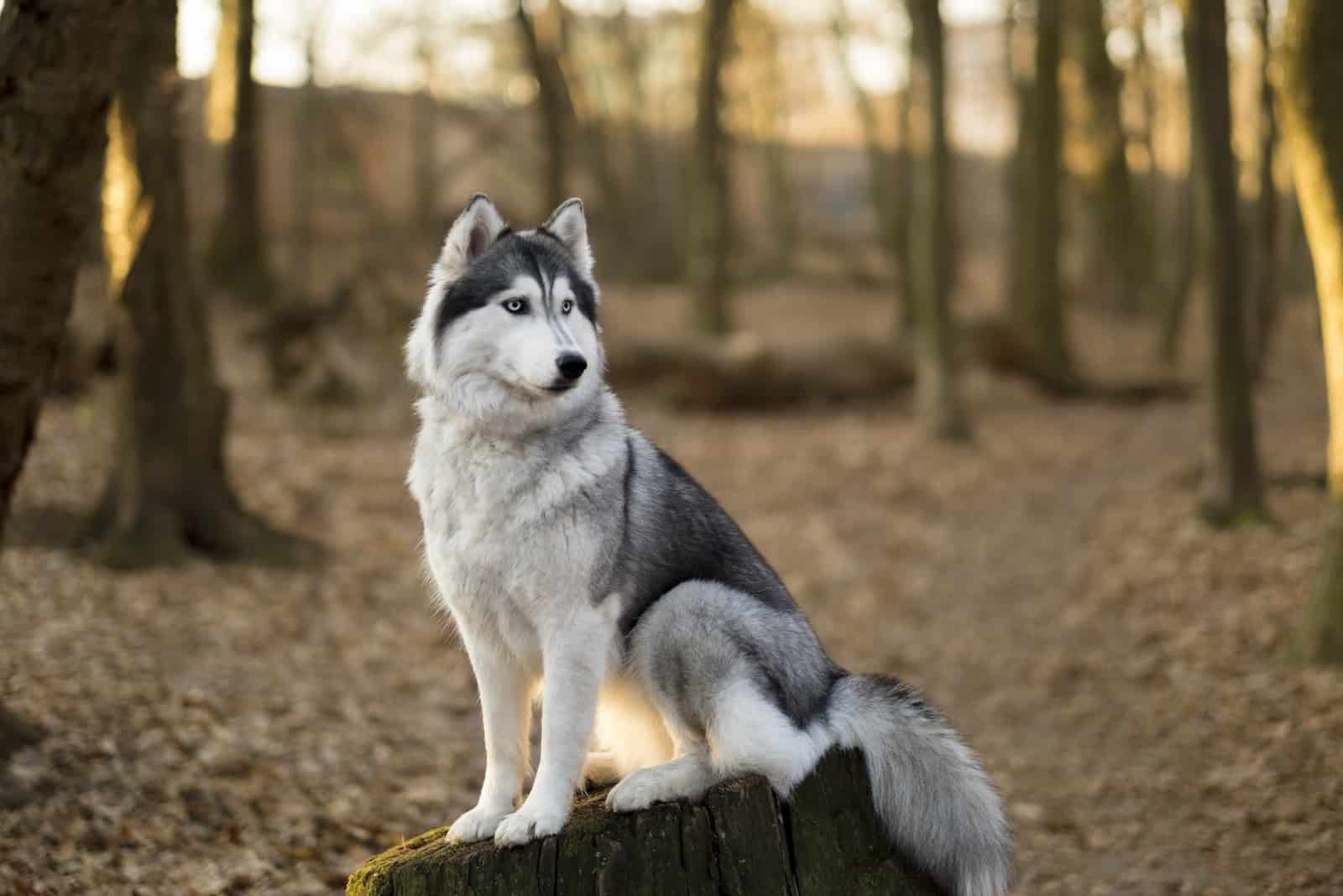 el husky está sentado en el árbol en el bosque de primavera