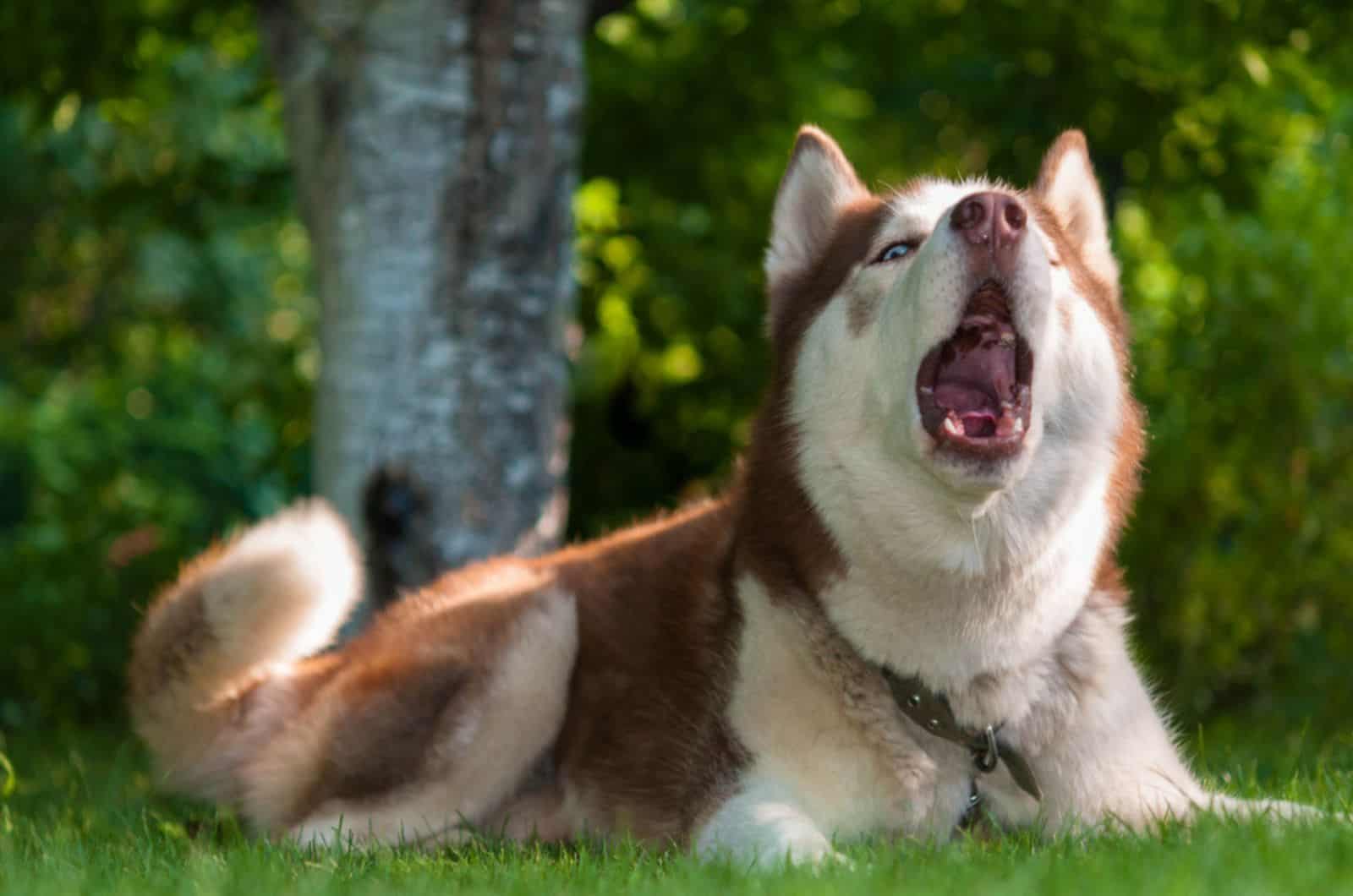 husky tumbado en el césped y aullando