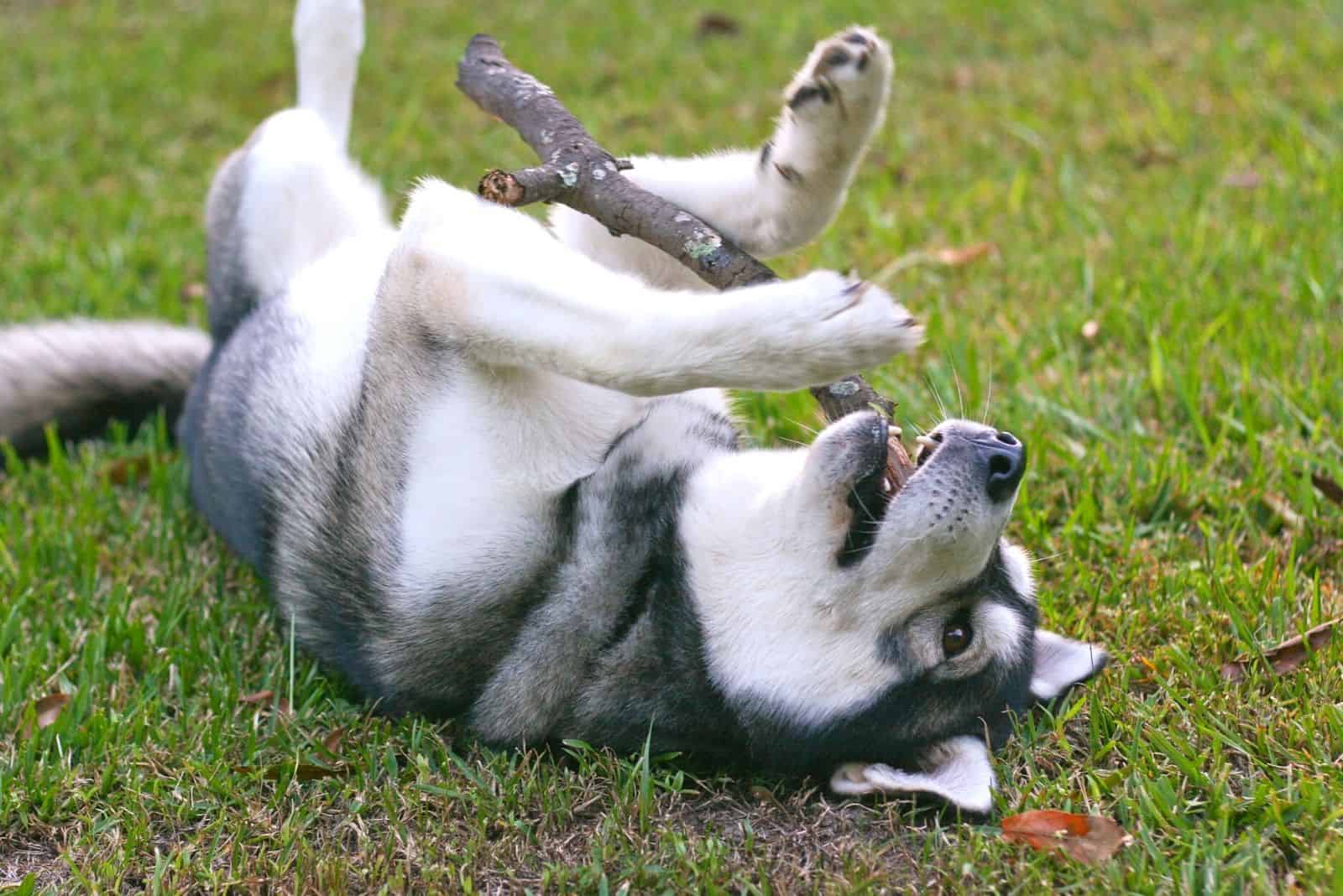 husky jugando con una pelota revolcándose en el suelo