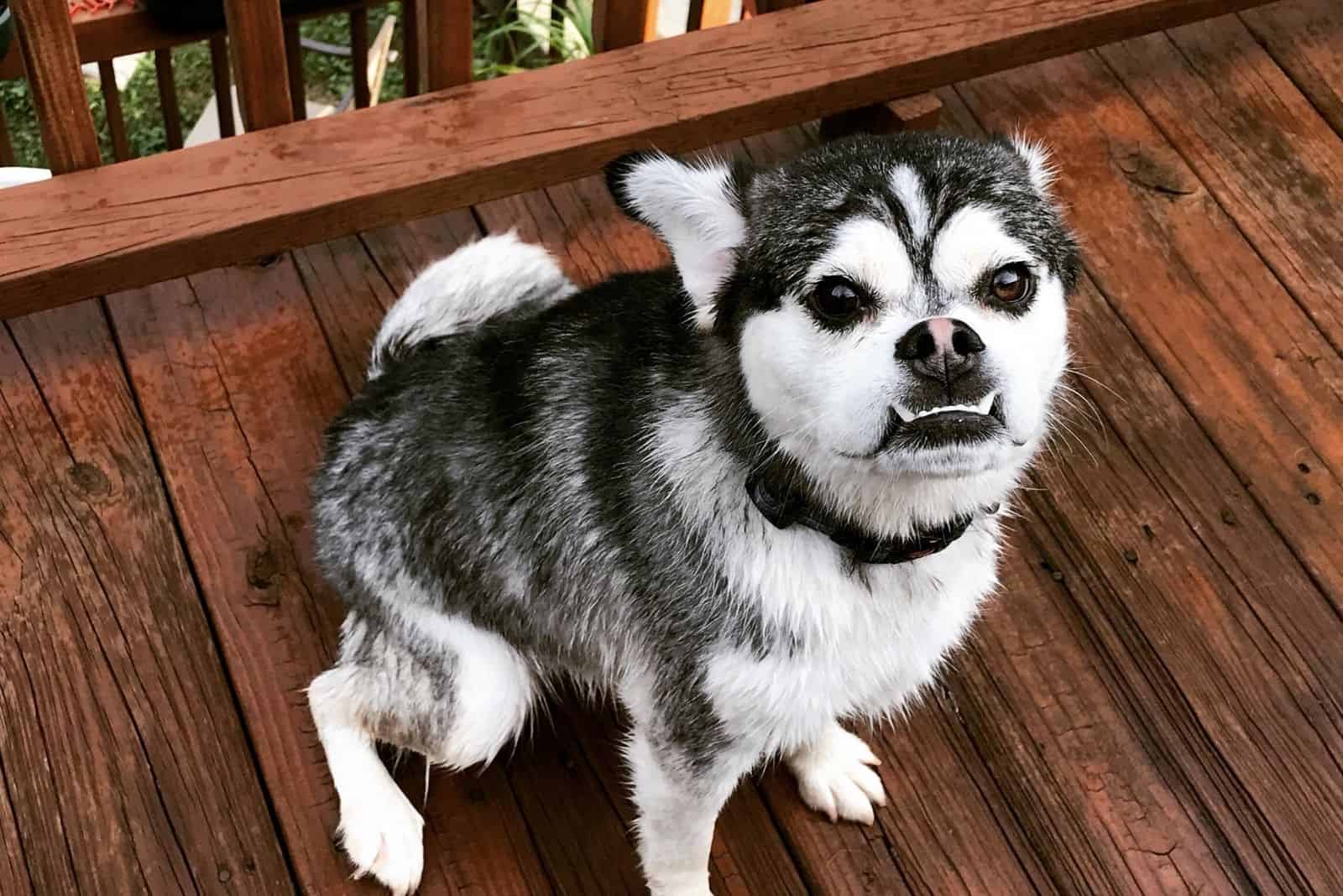 mezcla de husky pug