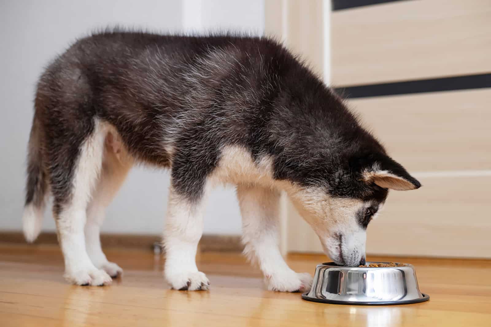 cachorro de husky comiendo de un tazón en casa