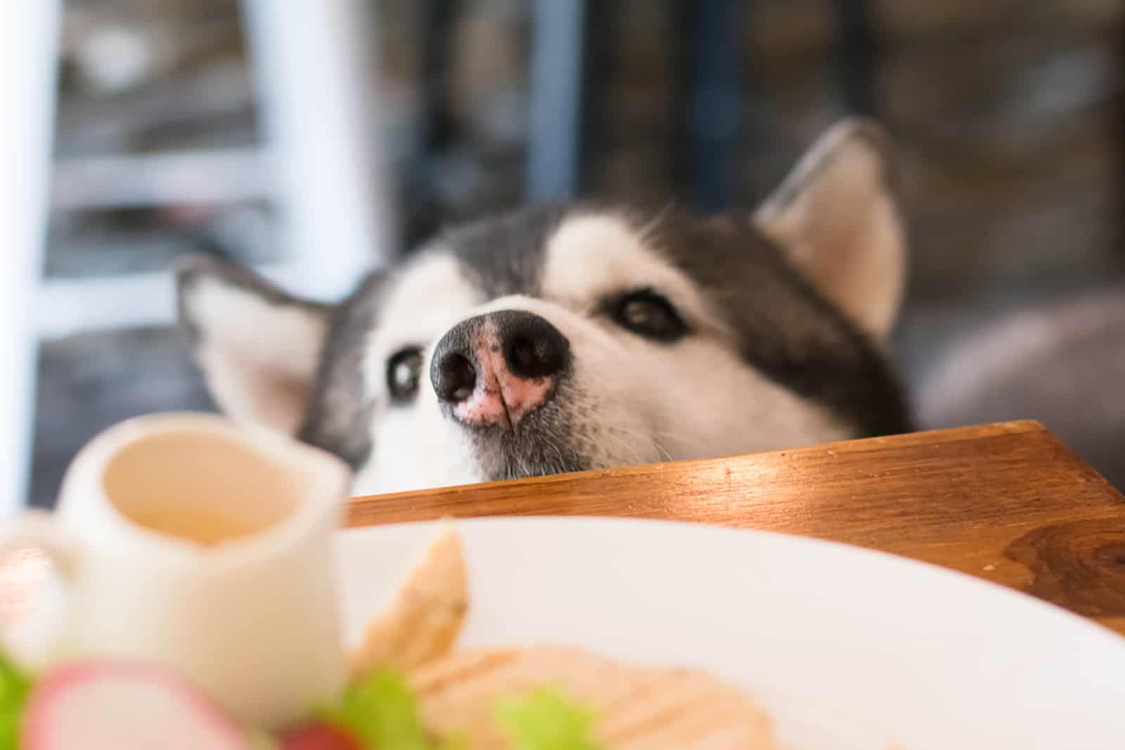 husky olisqueando comida de la mesa