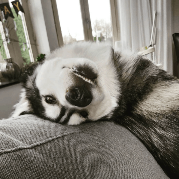 dientes de husky