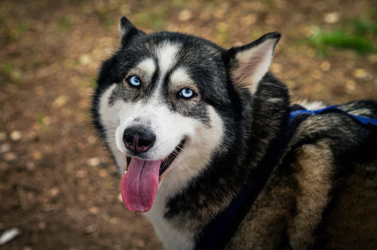 perro husky en la naturaleza