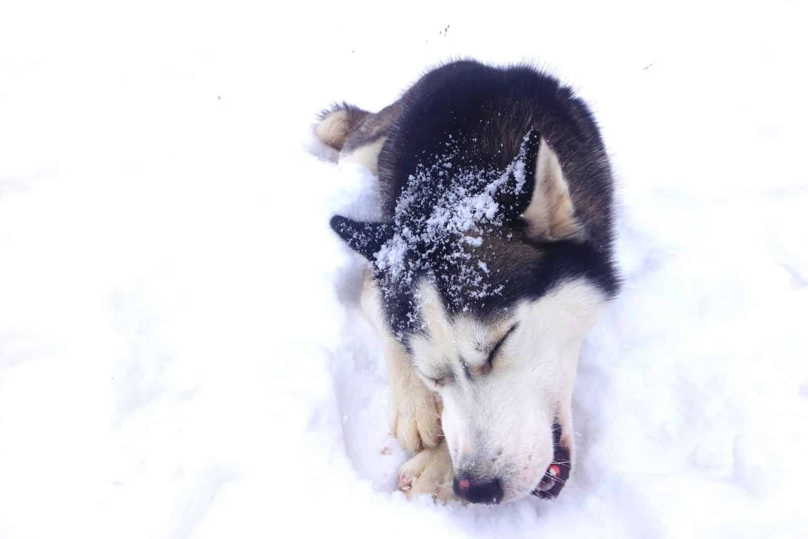imagen de husky siberiano mordiendo un hueso en la nieve