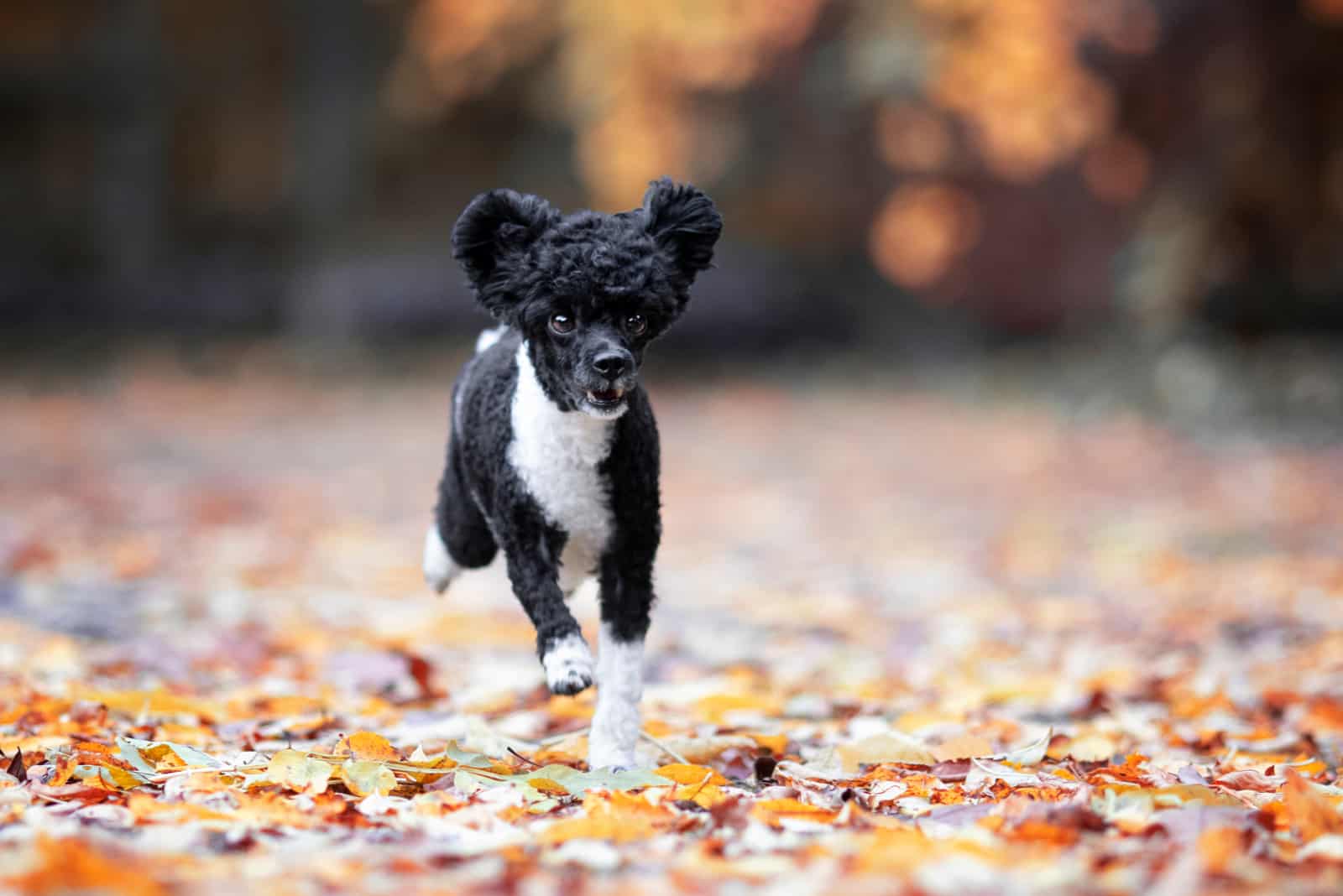 en otoño un caniche blanco y negro corre por el parque