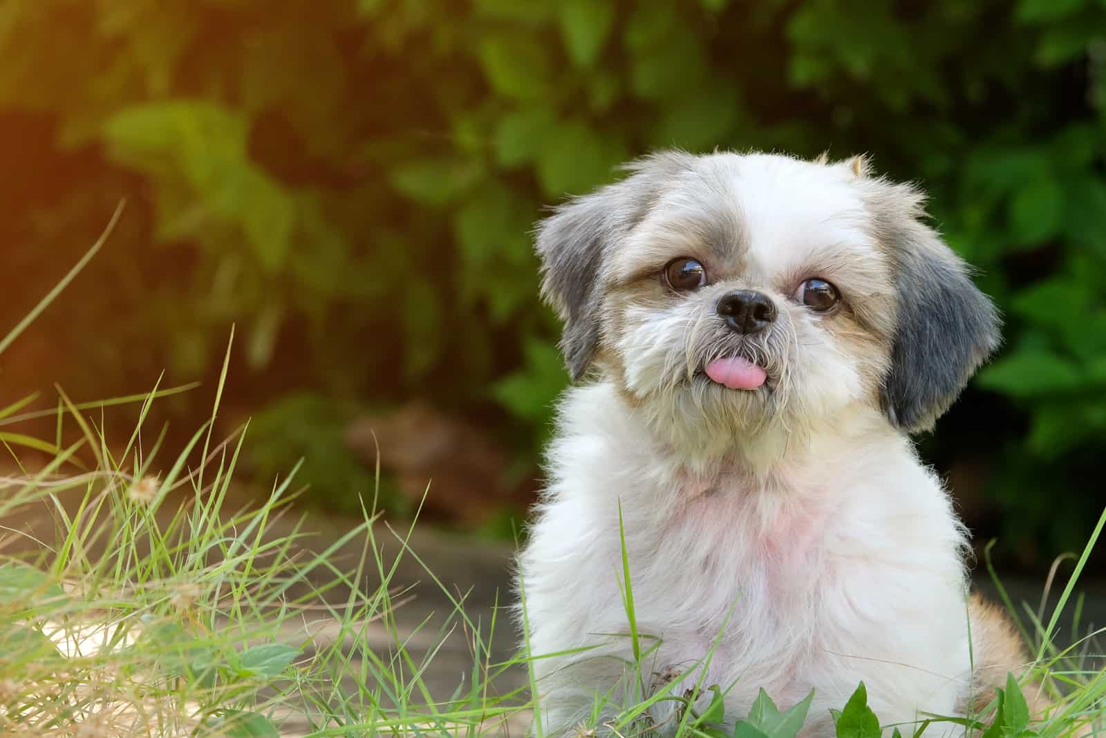 cara inocente de perro joven Shih Tzu en césped verde