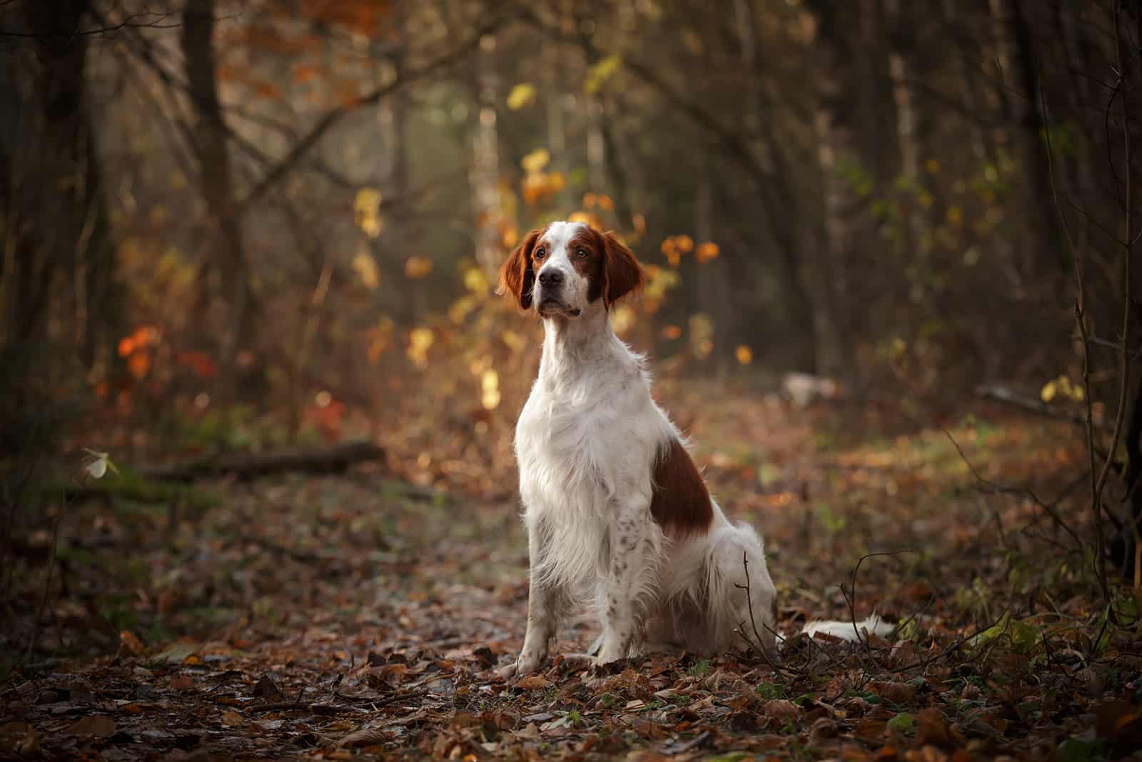 Perro setter rojo y blanco irlandés sentado en el oscuro bosque otoñal