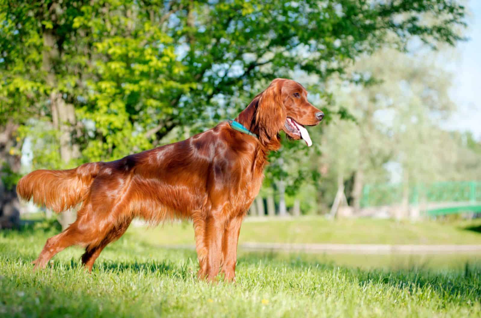 irish setter en la naturaleza