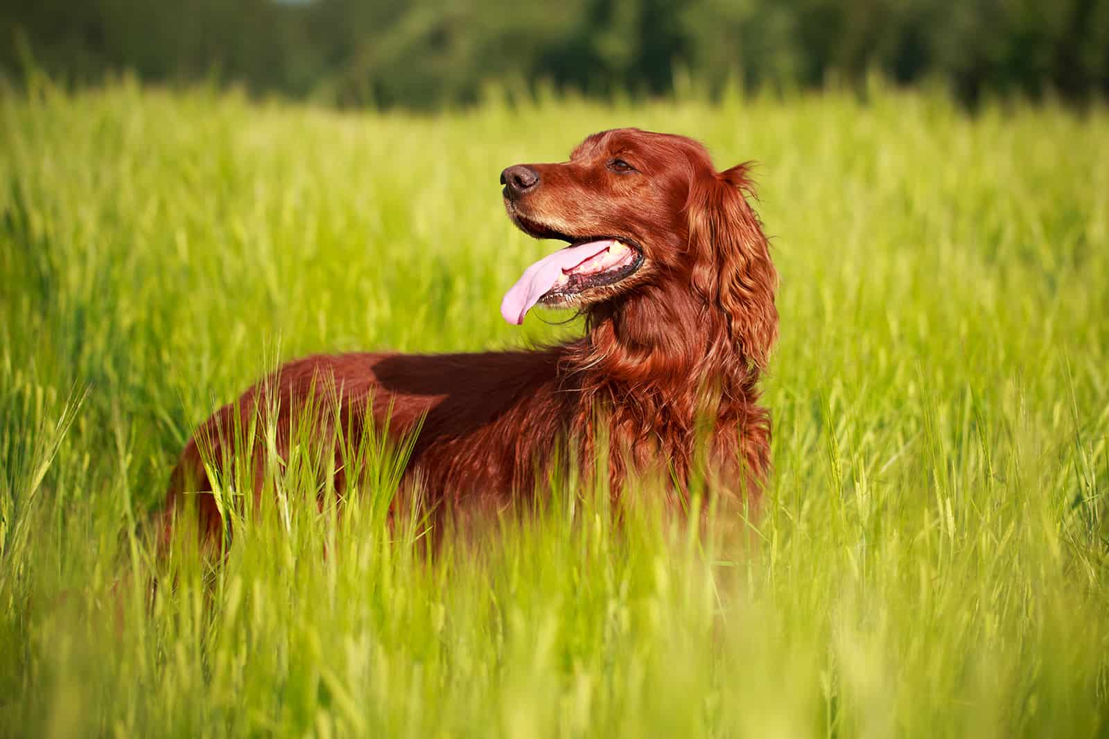 Perro Irish setter rojo en el campo
