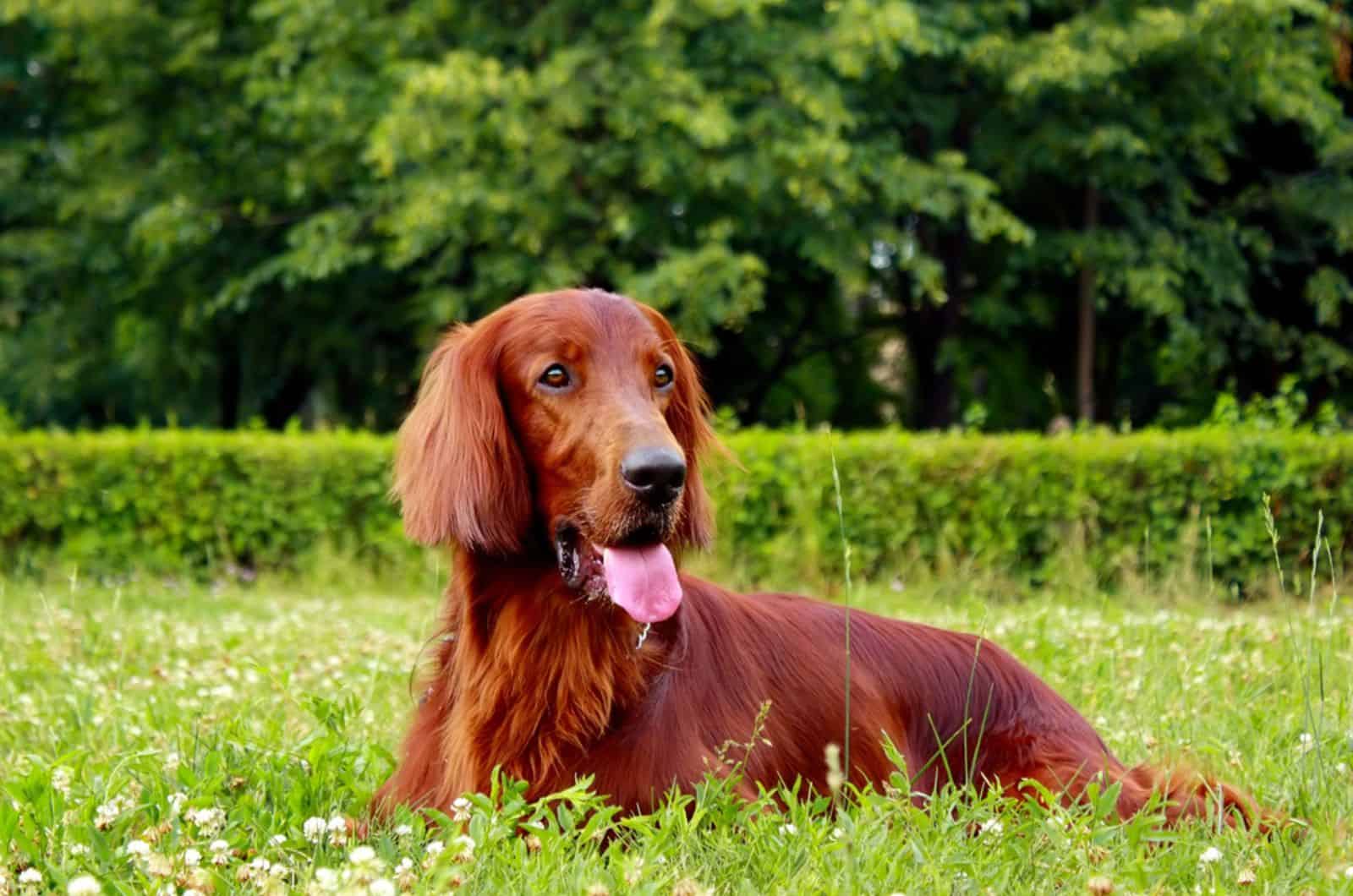 perro irish setter tumbado en el césped