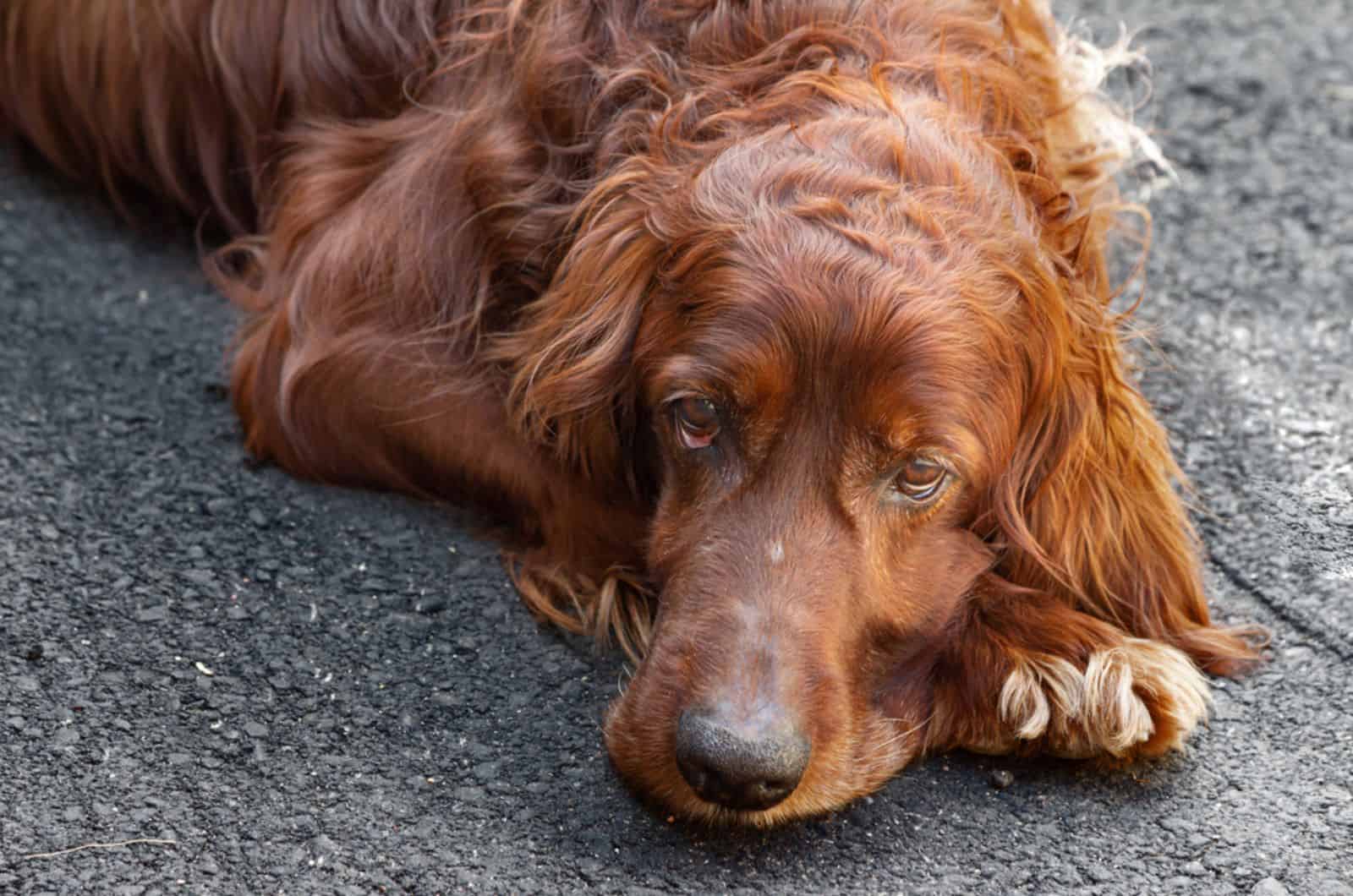 irish setter tumbado en el suelo