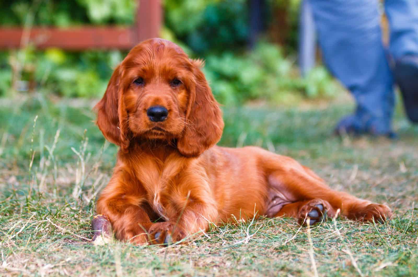 cachorro de irish setter tumbado en el césped
