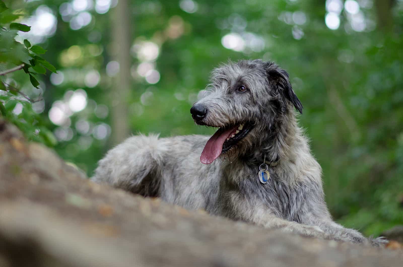 perro lobero irlandés sentado en el parque
