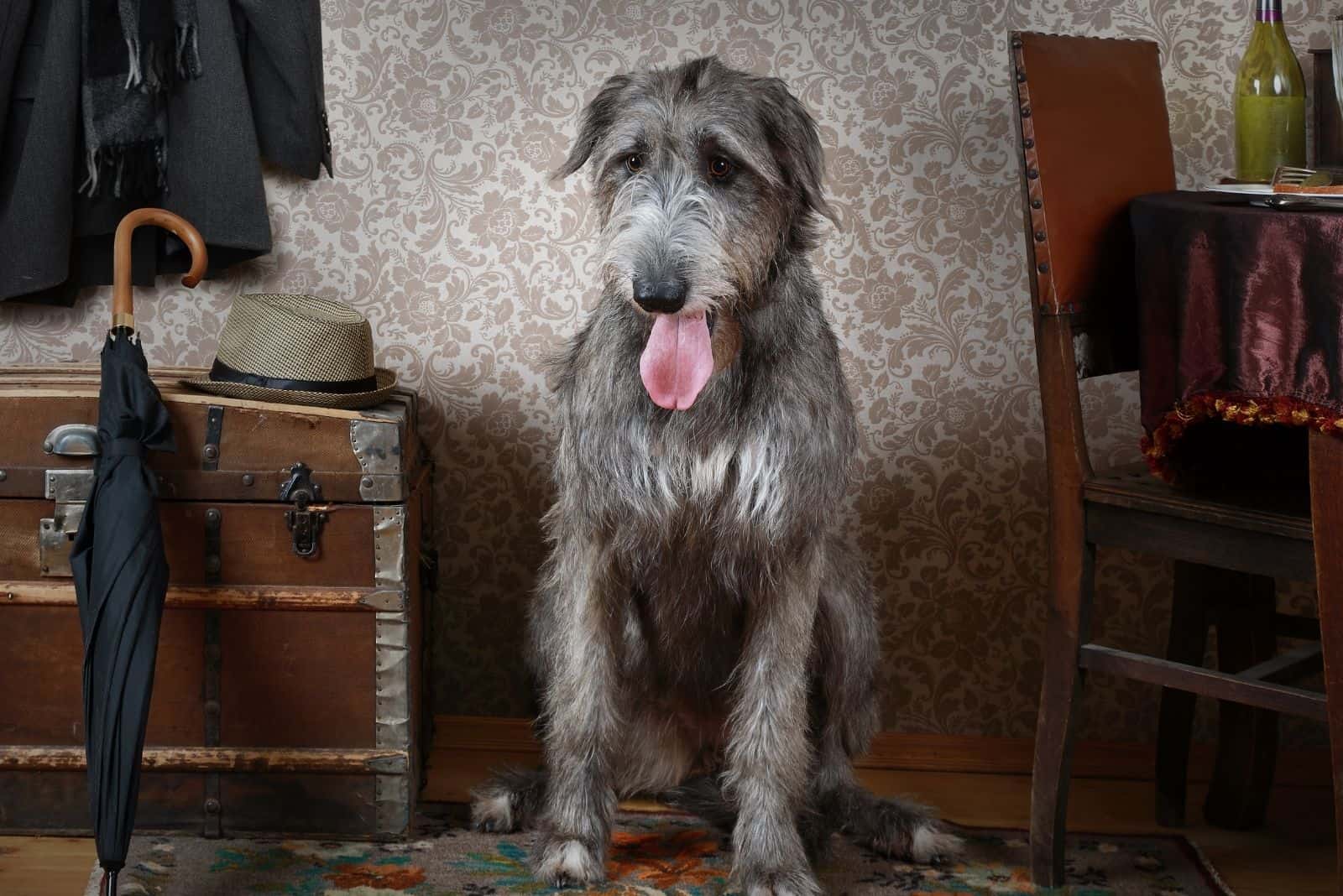 perro lobo irlandés de pie en interiores cerca de los cajones