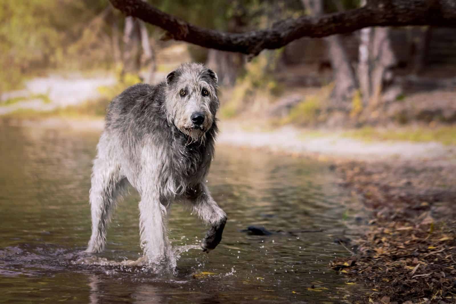 lobo irlandés en el agua caminando y mirando a la cámara