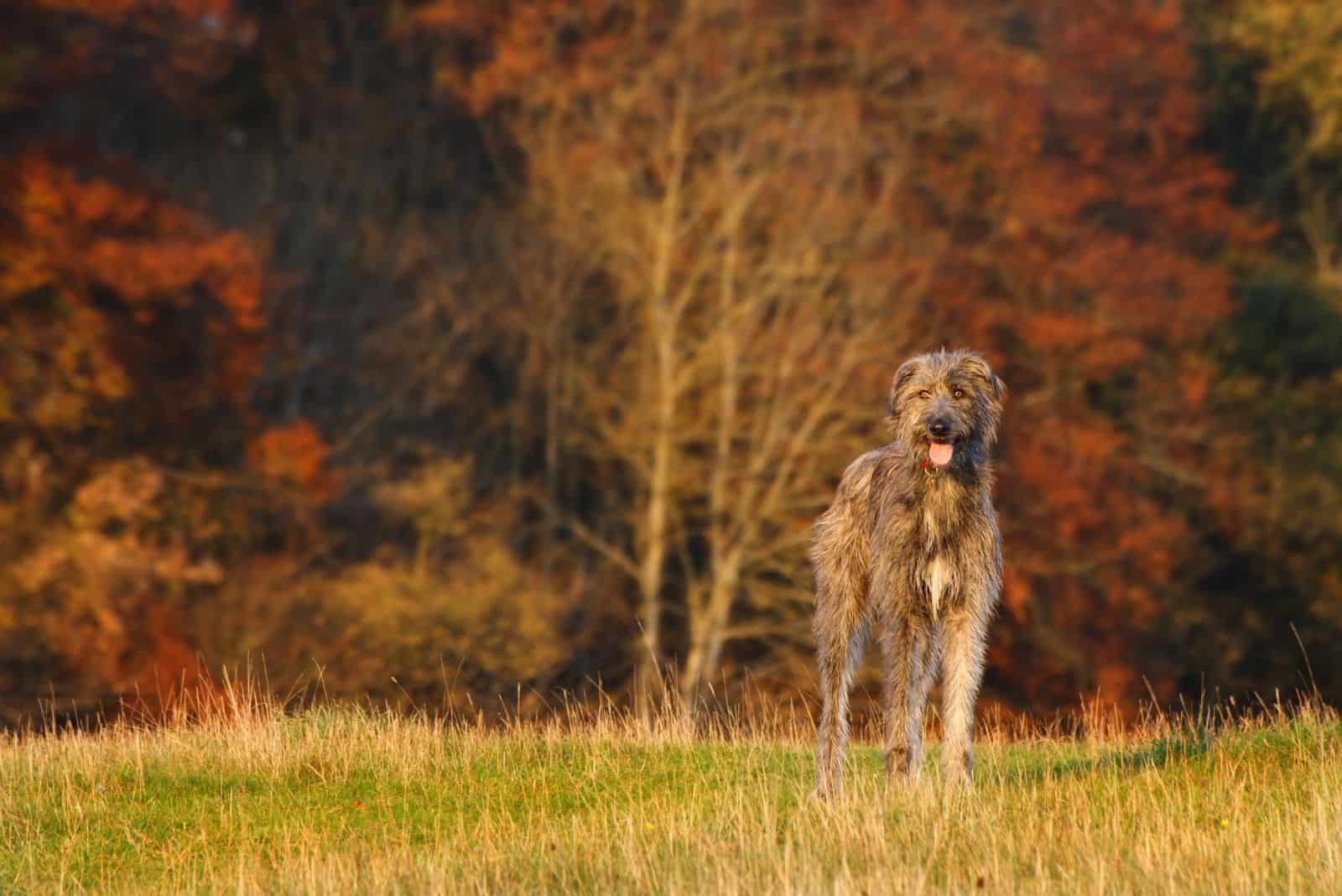 lobo irlandés de pie en el bosque de otoño