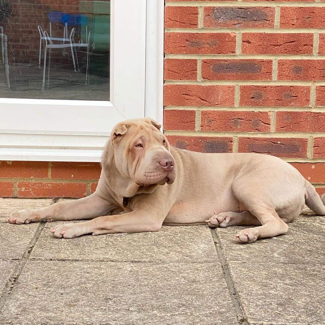 shar pei isabella