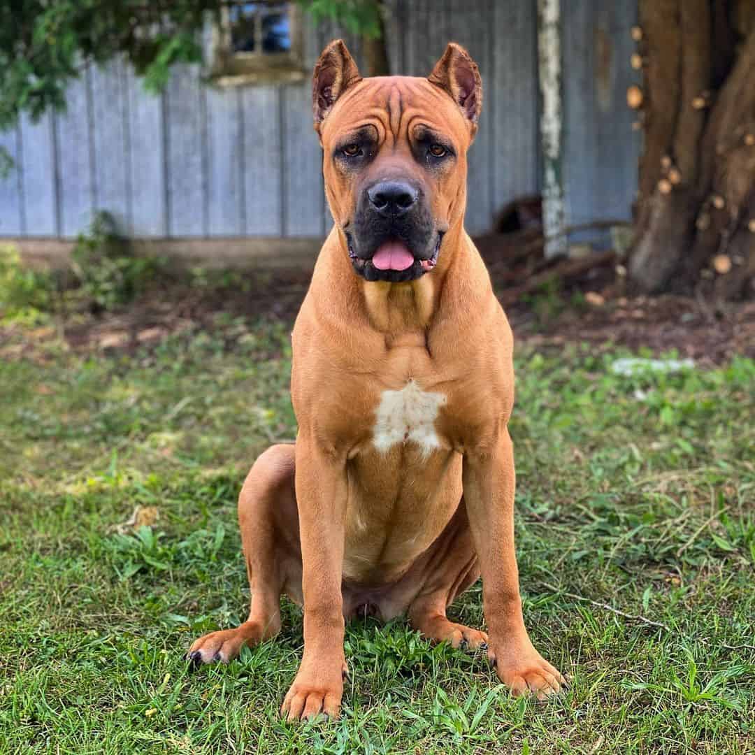 cane corso italiano