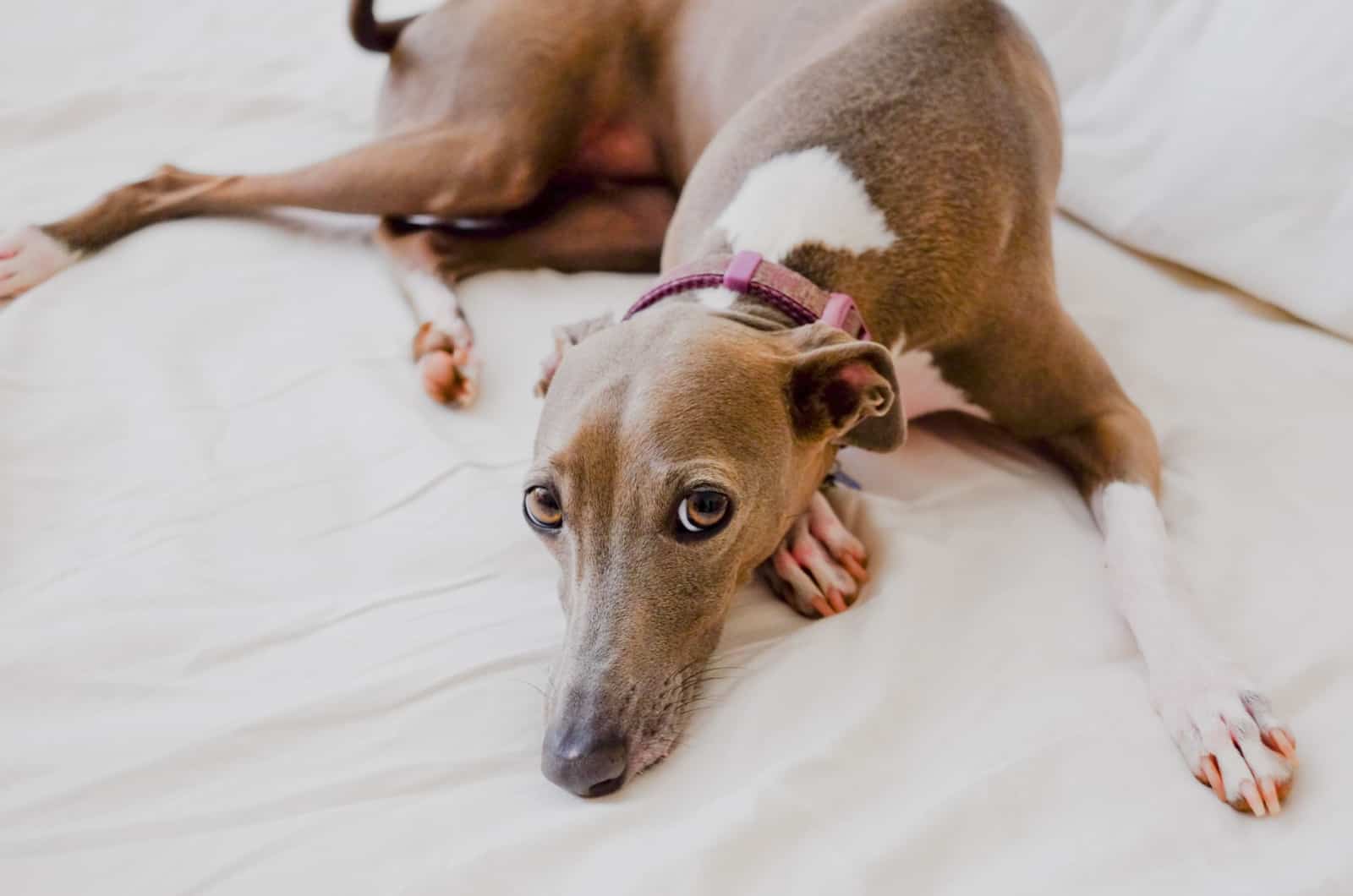 Galgo Italiano