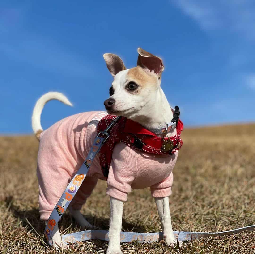 mestizo de galgo italiano y chihuahua en la naturaleza