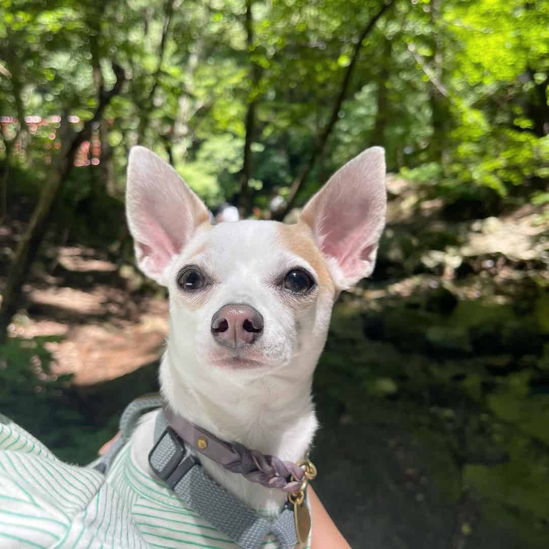 mestizo de galgo italiano y chihuahua