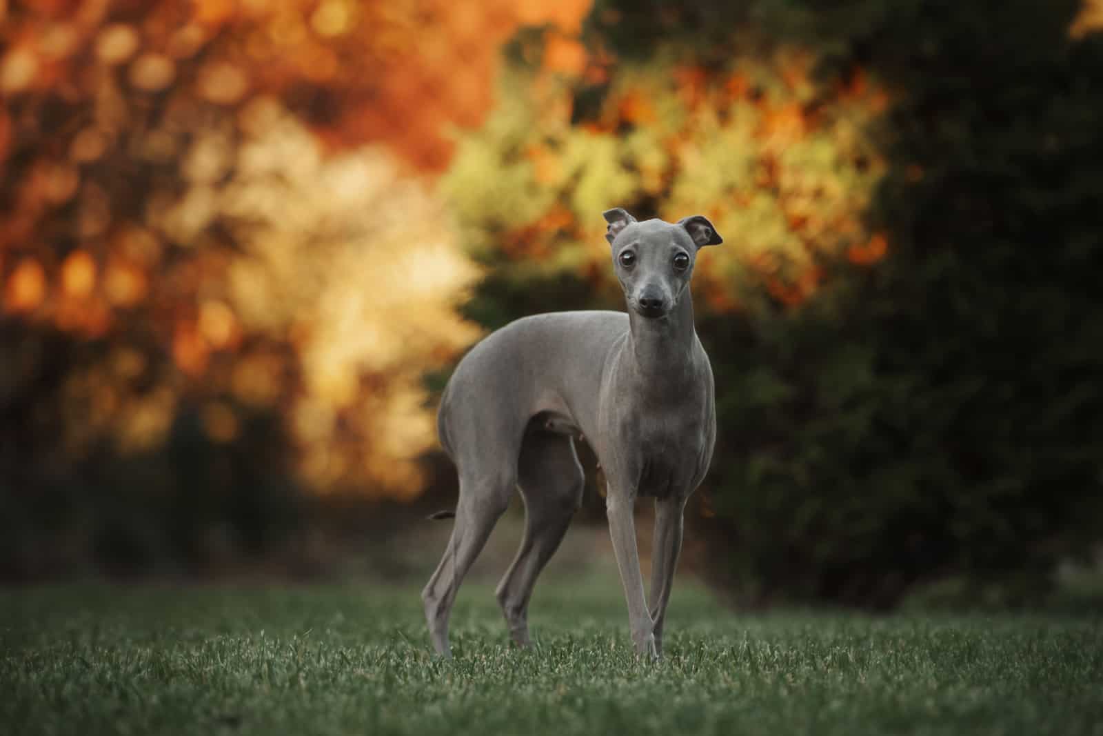 perro galgo italiano