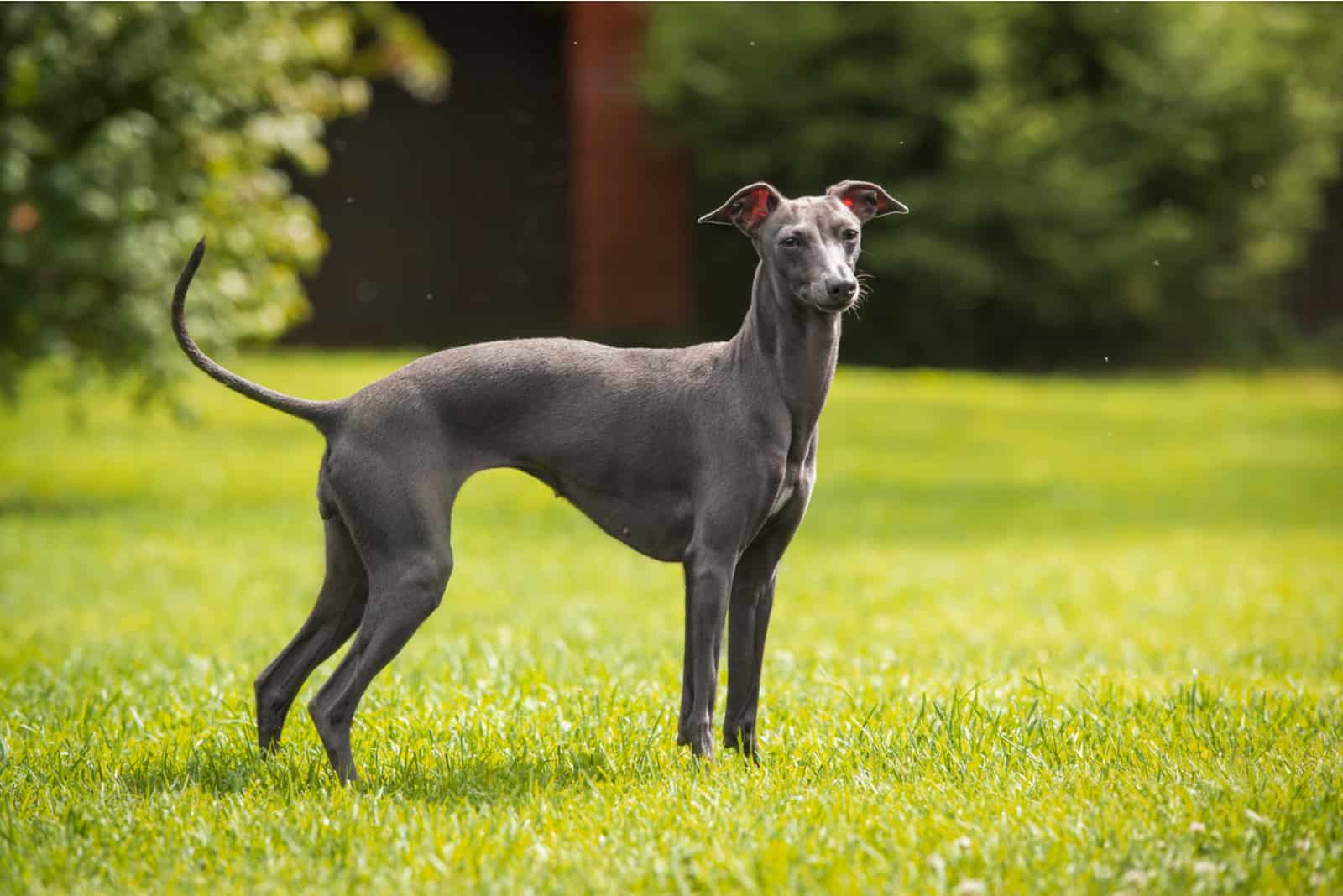 galgo italiano en el césped