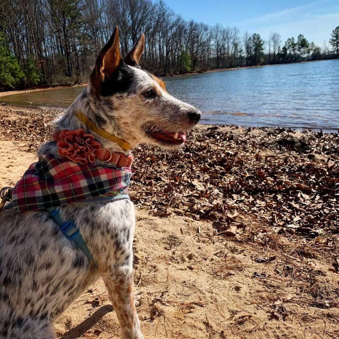 mezcla de jack russel y blue heeler delante de un lago