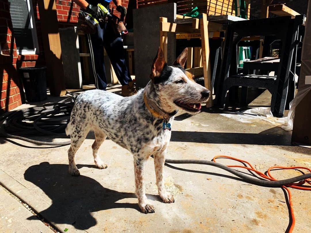 mezcla de jack russel y blue heeler fotografiada en la calle