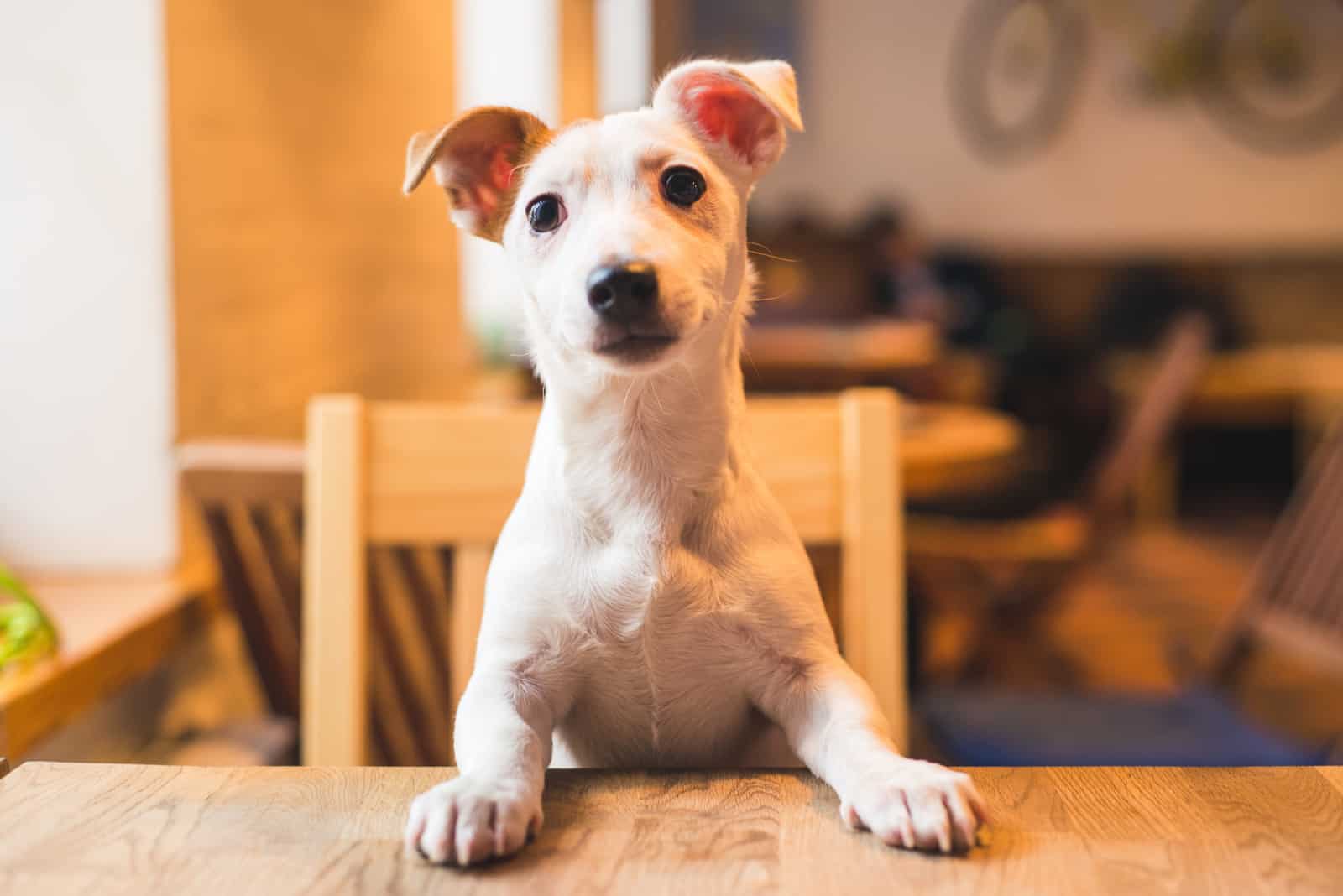 Jack Russell Terrier en una silla